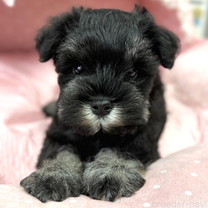 販売中の大阪府のミニチュアシュナウザー-448790の1枚目