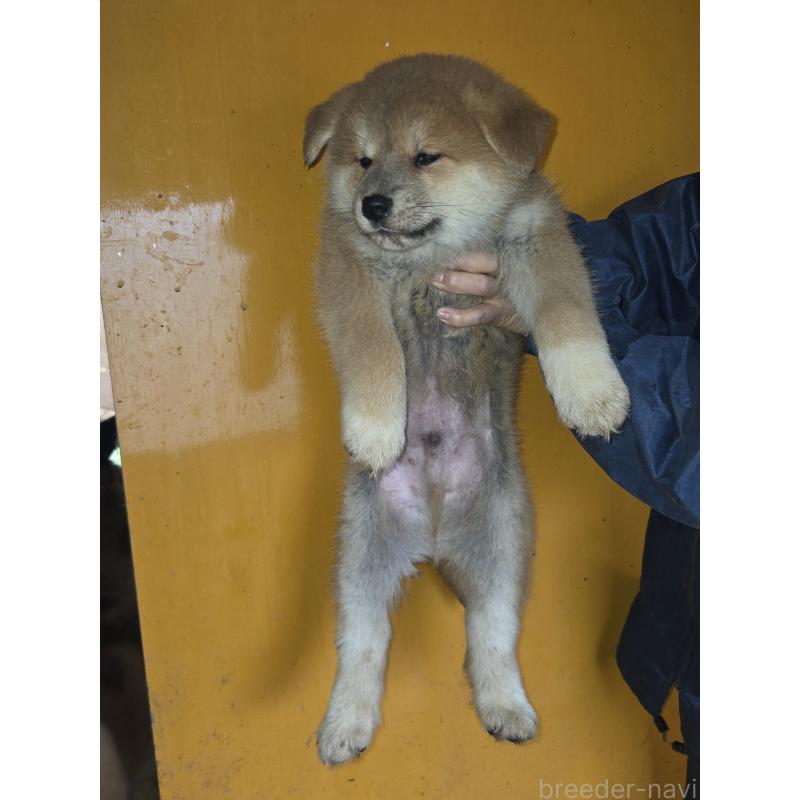 販売中の福岡県のミックス犬-448791の2枚目