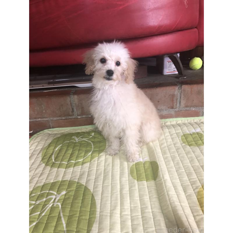 販売中の兵庫県のトイプードル-431958