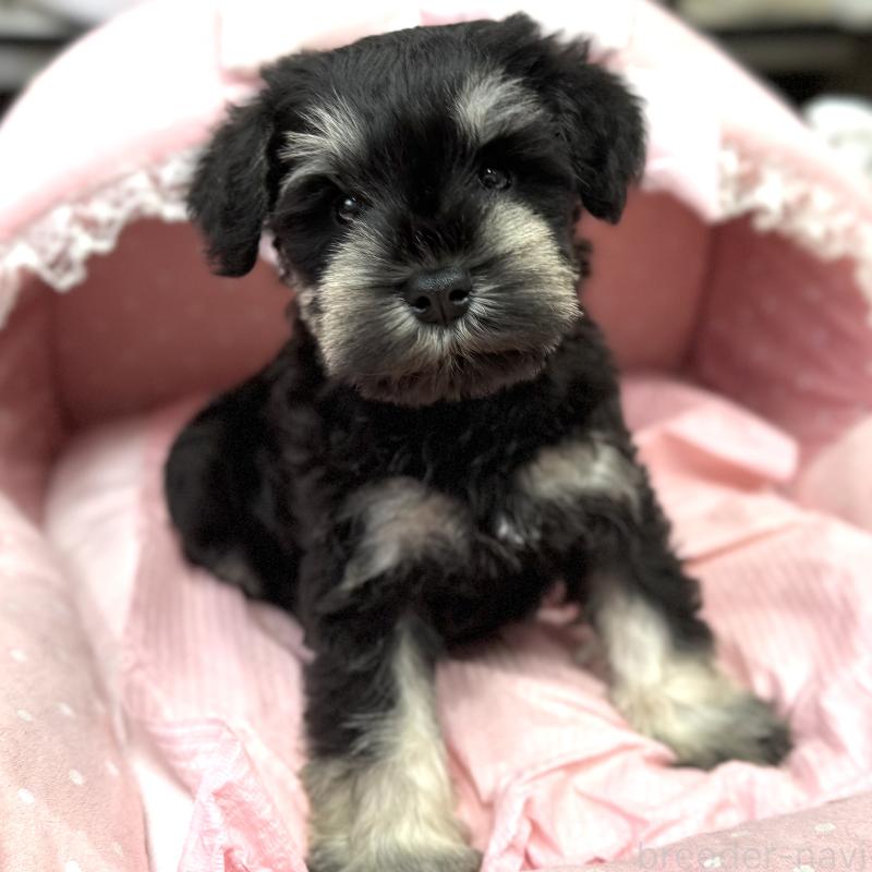 販売中の大阪府のミニチュアシュナウザー-448793の9枚目