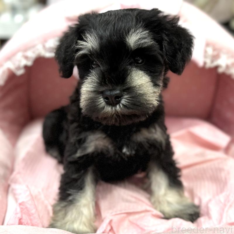 販売中の大阪府のミニチュアシュナウザー-448793の7枚目