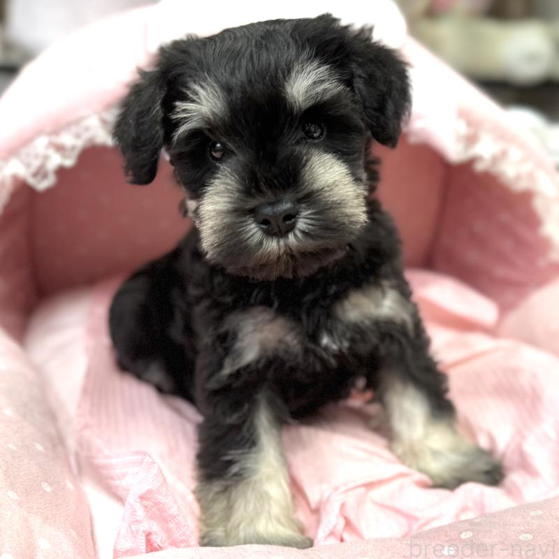 販売中の大阪府のミニチュアシュナウザー-448793の6枚目