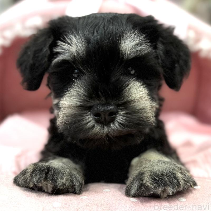 販売中の大阪府のミニチュアシュナウザー-448793の5枚目