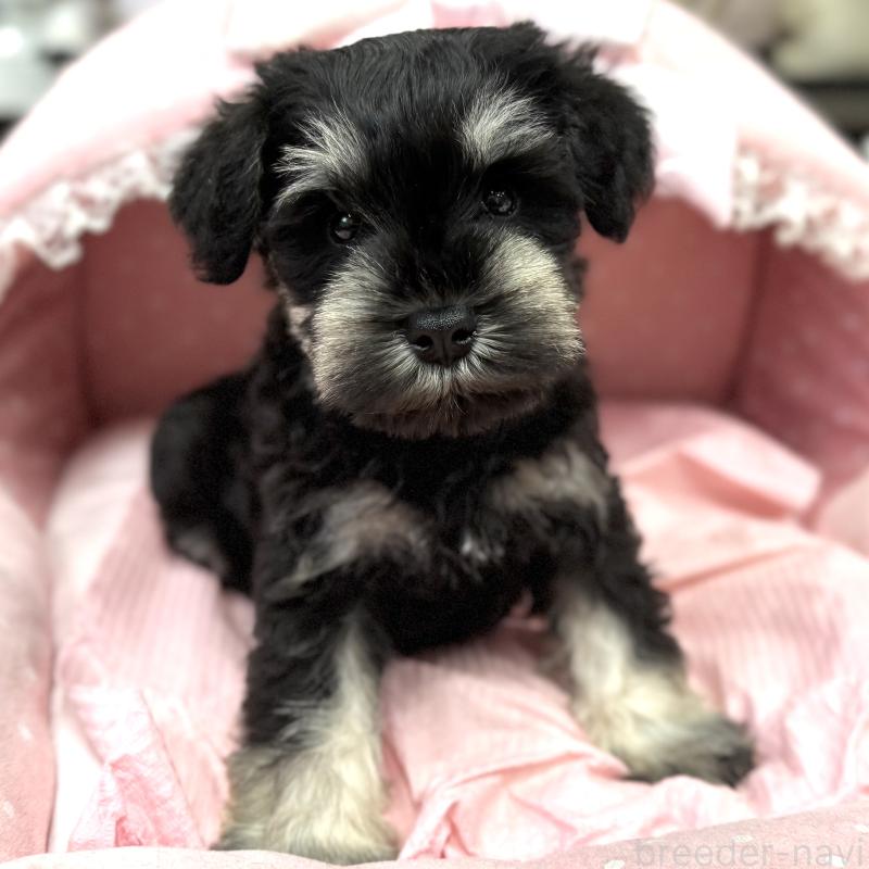 販売中の大阪府のミニチュアシュナウザー-448793の4枚目