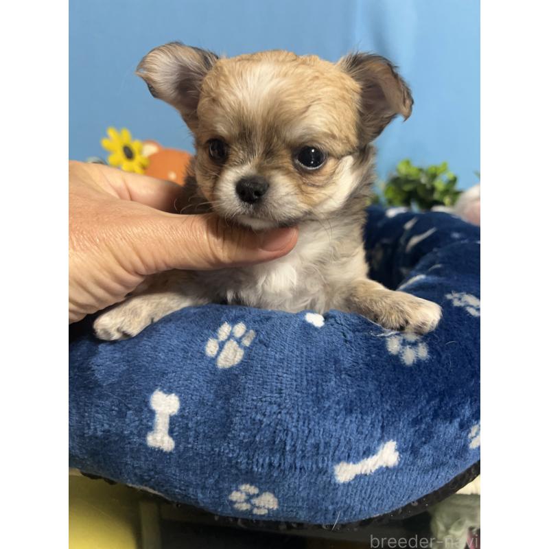 販売中の福岡県のチワワ(ロングコート)-448972の11枚目