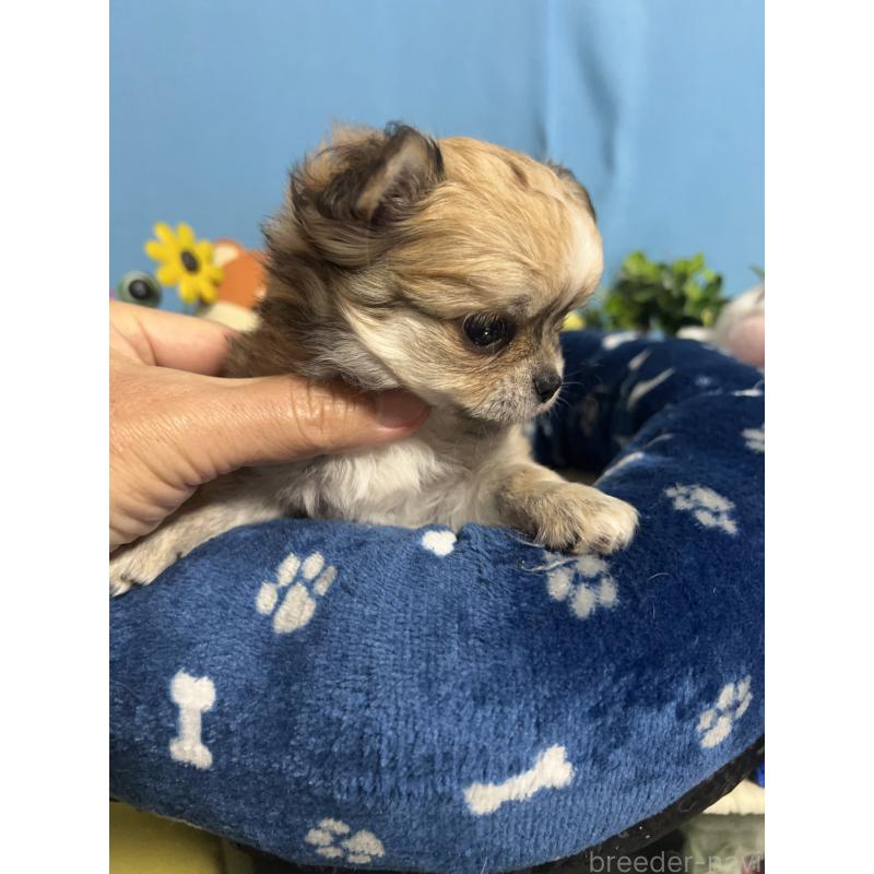 販売中の福岡県のチワワ(ロングコート)-448972の10枚目