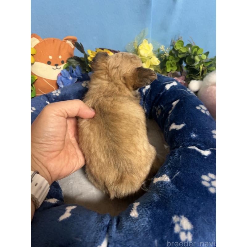 販売中の福岡県のチワワ(ロングコート)-448972の9枚目