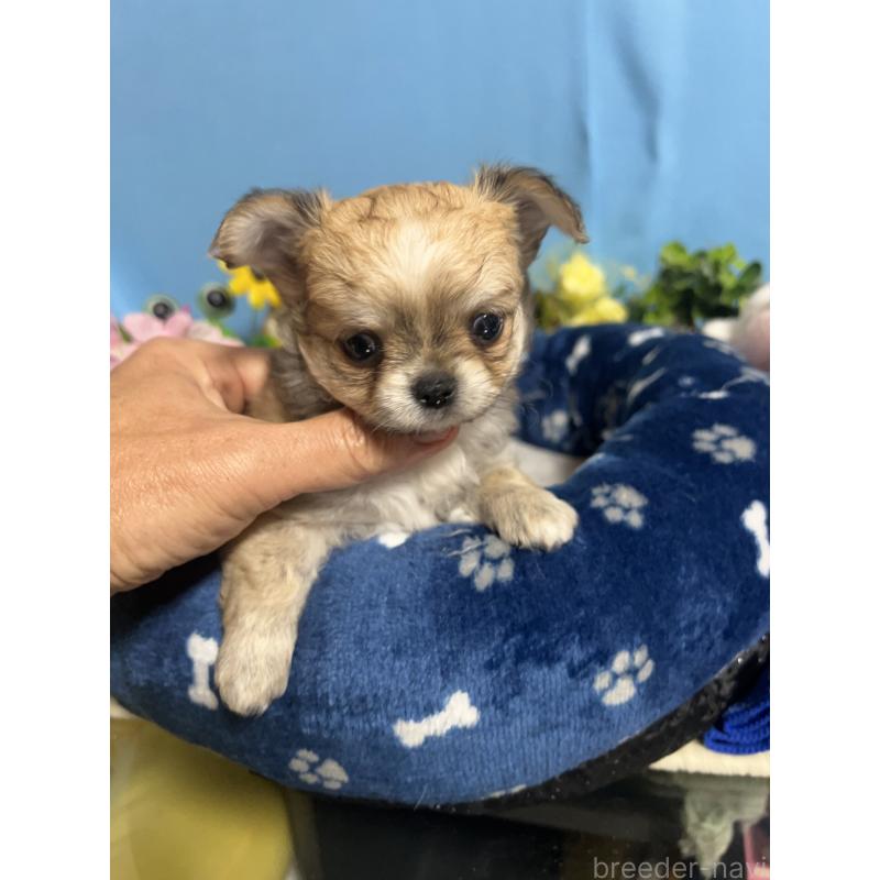 販売中の福岡県のチワワ(ロングコート)-448972の8枚目