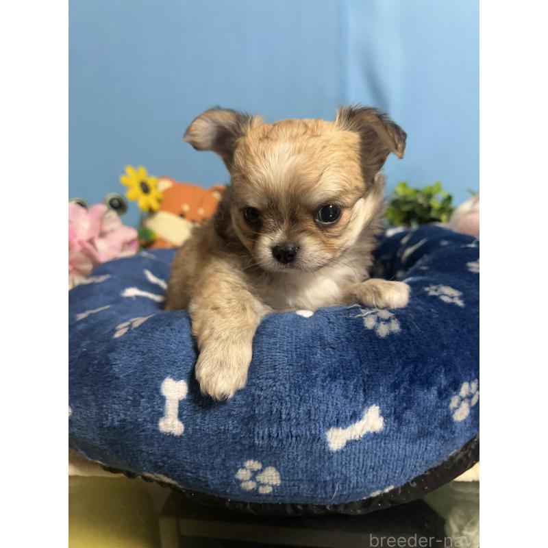 販売中の福岡県のチワワ(ロングコート)-448972の5枚目