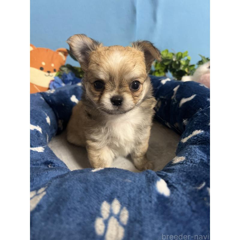 販売中の福岡県のチワワ(ロングコート)-448972の4枚目