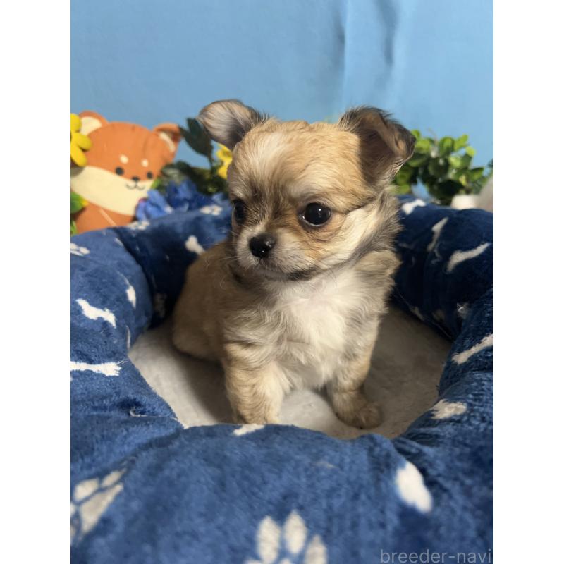 販売中の福岡県のチワワ(ロングコート)-448972の3枚目