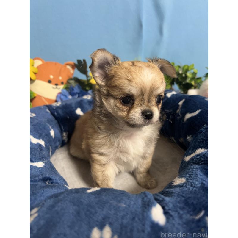 販売中の福岡県のチワワ(ロングコート)-448972の2枚目