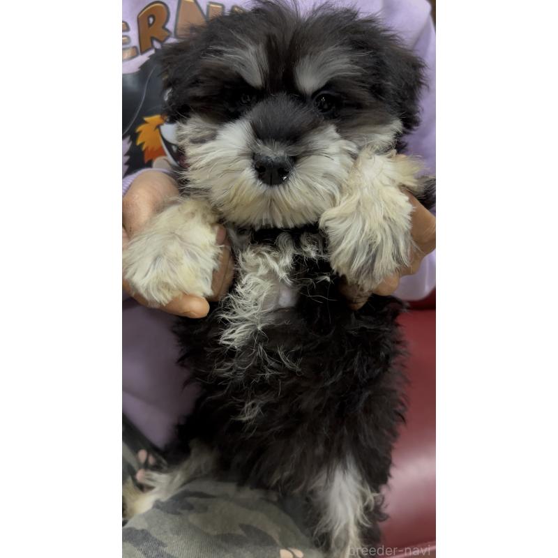 販売中の茨城県のミニチュアシュナウザー-448975の7枚目