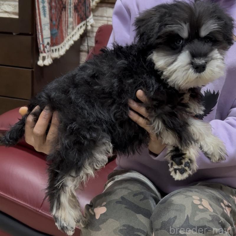 販売中の茨城県のミニチュアシュナウザー-448975の6枚目