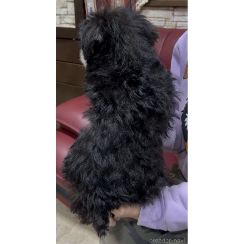 販売中の茨城県のミニチュアシュナウザー-448975の5枚目