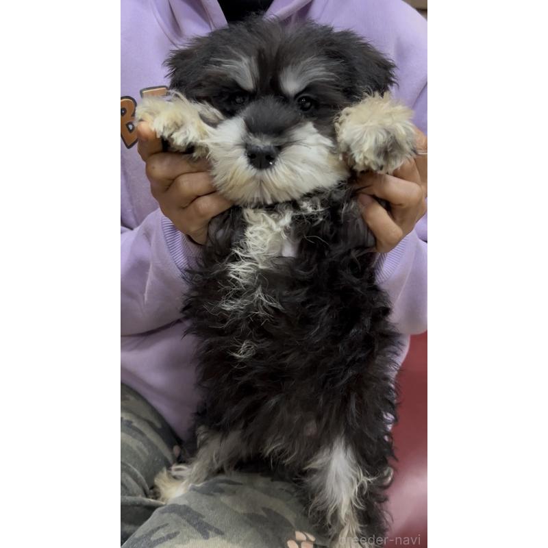 販売中の茨城県のミニチュアシュナウザー-448975の3枚目