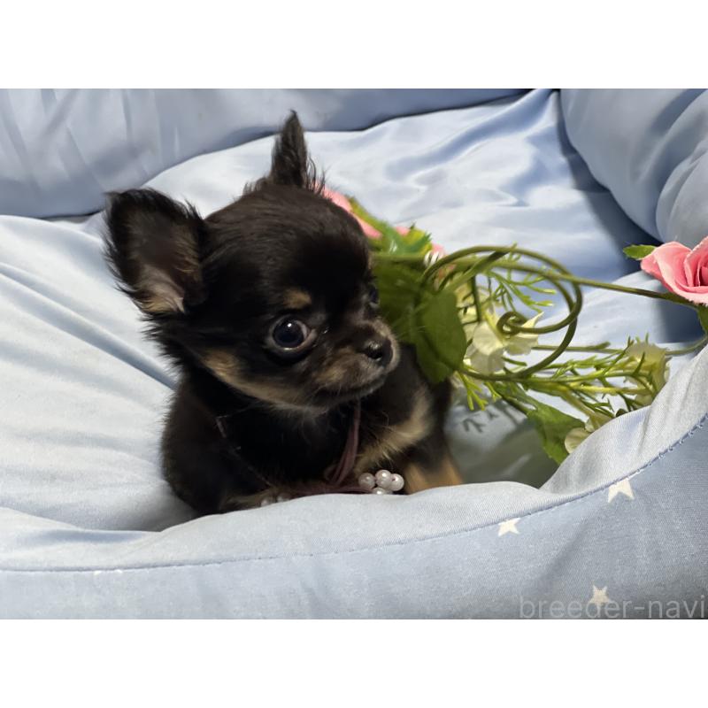 販売中の栃木県のチワワ(ロングコート)-448974の4枚目