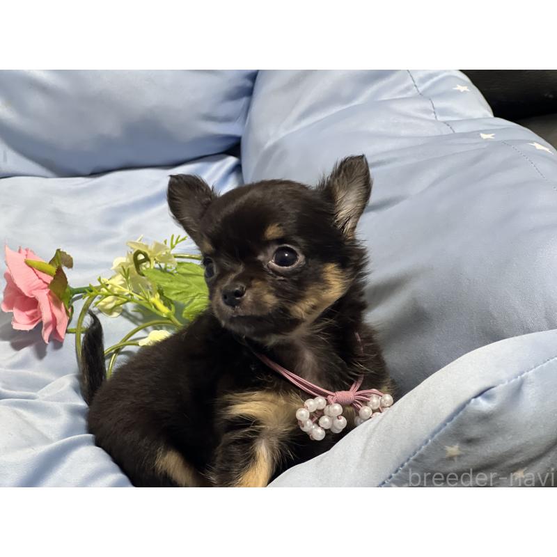 販売中の栃木県のチワワ(ロングコート)-448974の1枚目