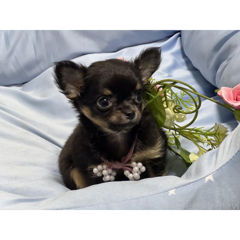 販売中の栃木県のチワワ(ロングコート)-448974の2枚目