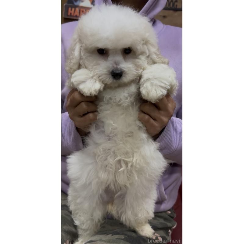 販売中の茨城県のビションフリーゼ-448976の7枚目