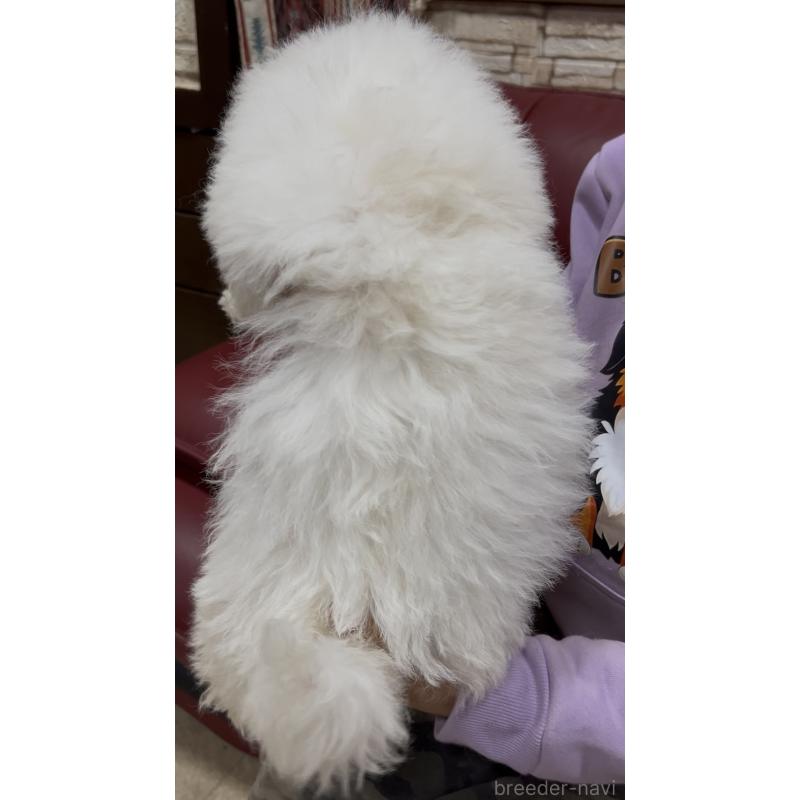 販売中の茨城県のビションフリーゼ-448976の5枚目