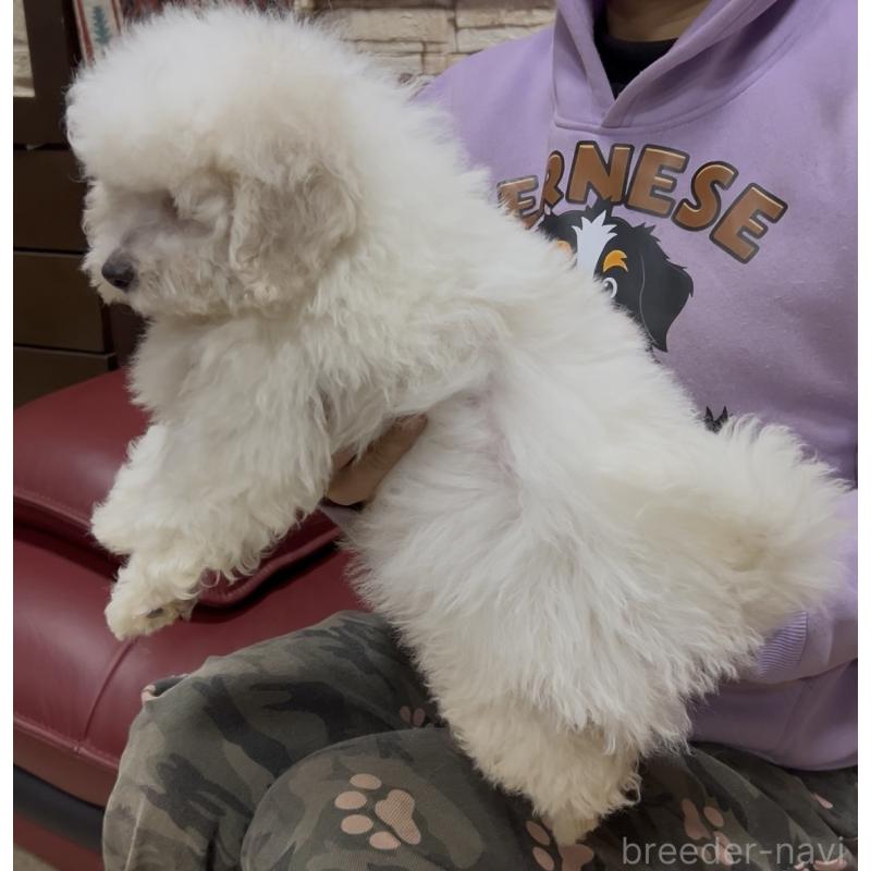 販売中の茨城県のビションフリーゼ-448976の4枚目