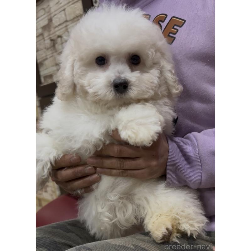 販売中の茨城県のビションフリーゼ-448976の3枚目