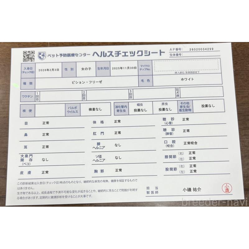 販売中の茨城県のビションフリーゼ-448976の2枚目