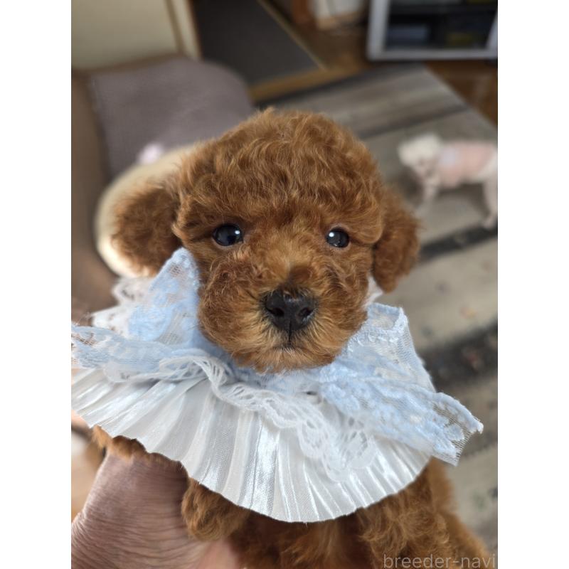 販売中の埼玉県のティーカッププードル-449006の11枚目