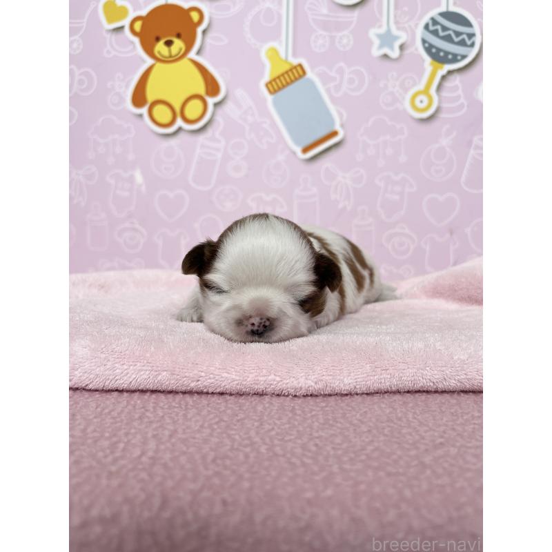 販売中の東京都のシーズー-449013の3枚目