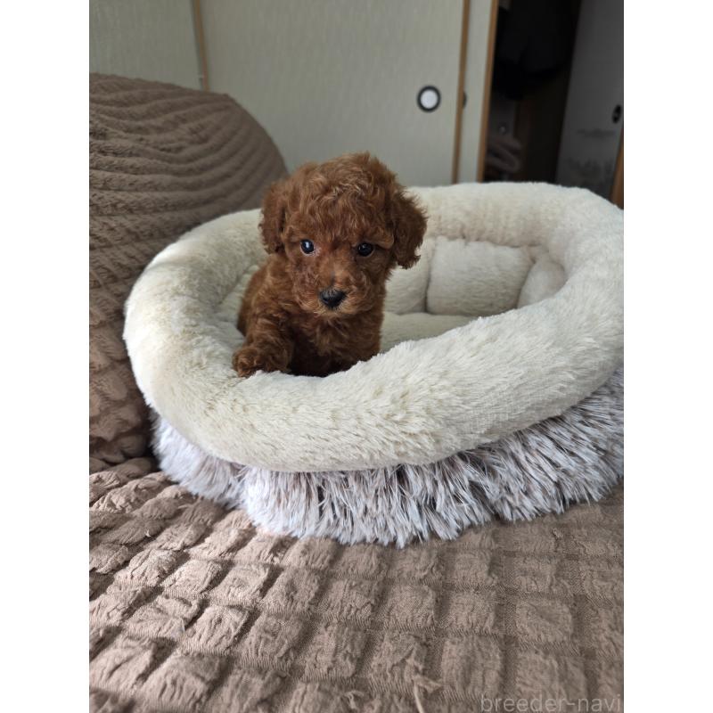 販売中の埼玉県のティーカッププードル-449006の7枚目