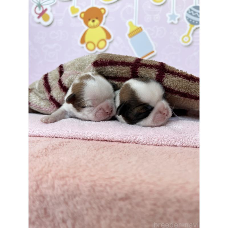 販売中の東京都のシーズー-449013の2枚目