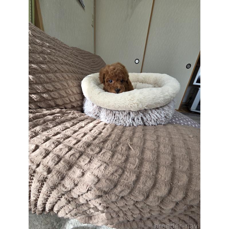 販売中の埼玉県のティーカッププードル-449006の5枚目