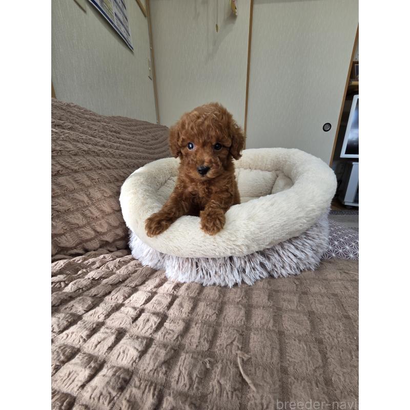 販売中の埼玉県のティーカッププードル-449006の4枚目