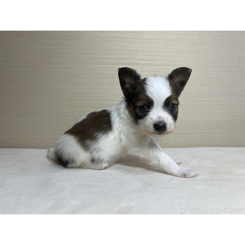 販売中の茨城県のパピヨン-449008の6枚目