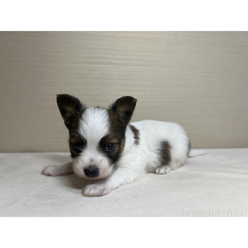 販売中の茨城県のパピヨン-449008の5枚目