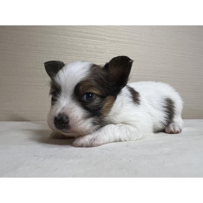 販売中の茨城県のパピヨン-449008の4枚目