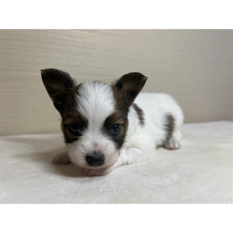 販売中の茨城県のパピヨン-449008の3枚目