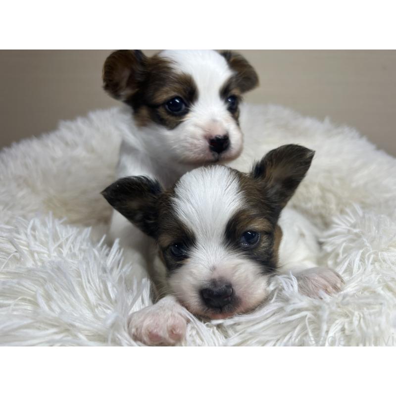 販売中の茨城県のパピヨン-449008の2枚目