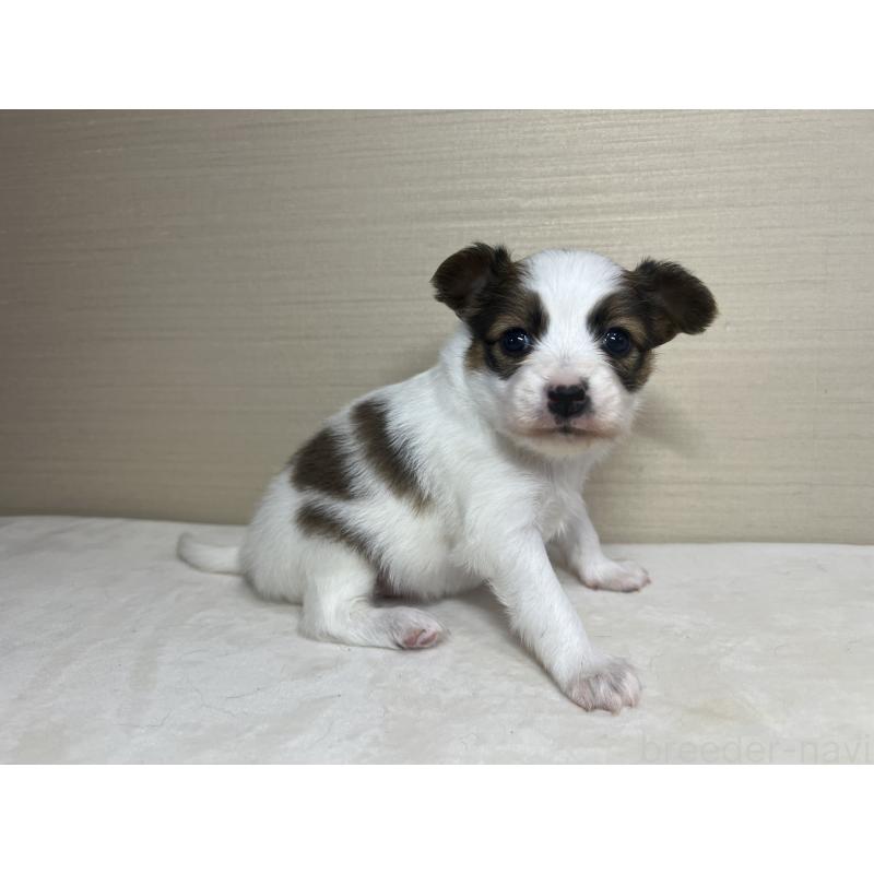 販売中の茨城県のパピヨン-449009の4枚目