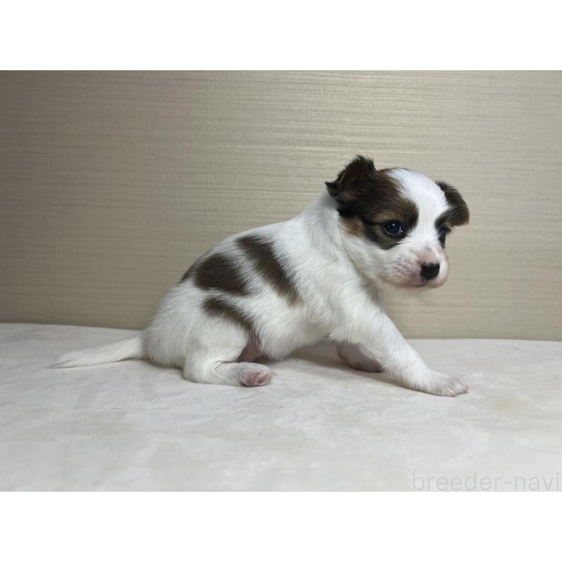 販売中の茨城県のパピヨン-449009の3枚目