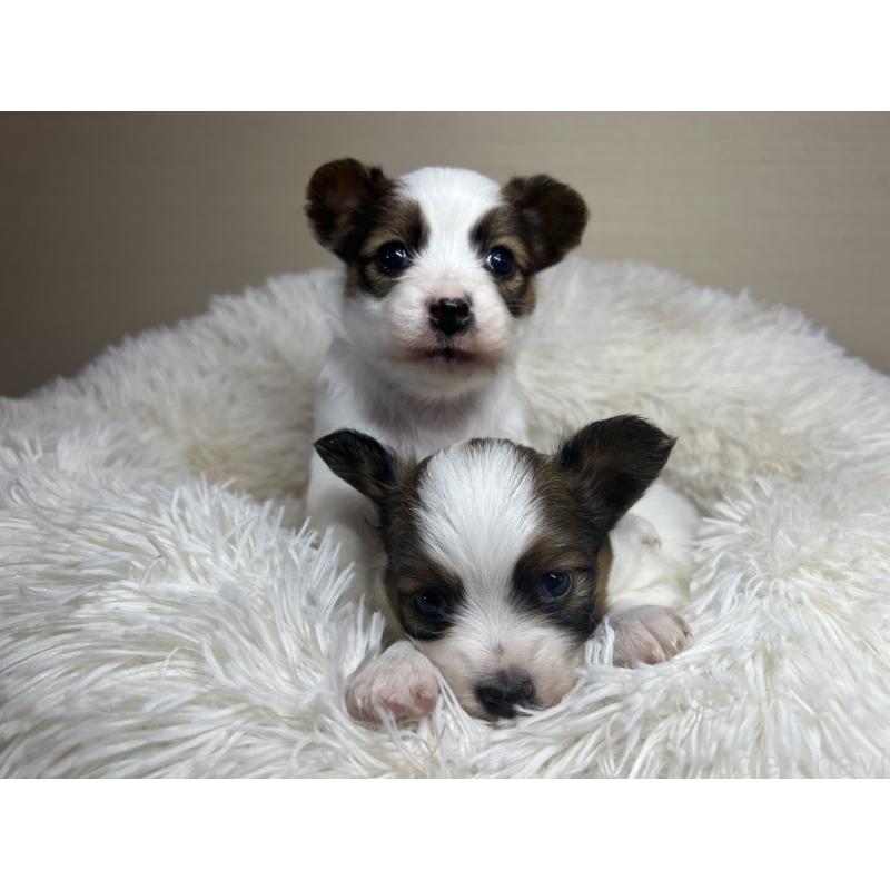 販売中の茨城県のパピヨン-449009の2枚目