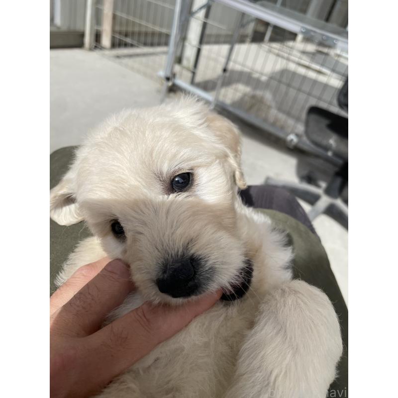 販売中の栃木県のゴールデンドゥードル:ゴールデンレトリーバー×プードル-439380の2枚目