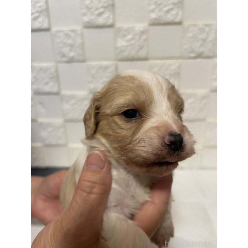 販売中の群馬県のミックス犬-449011の9枚目