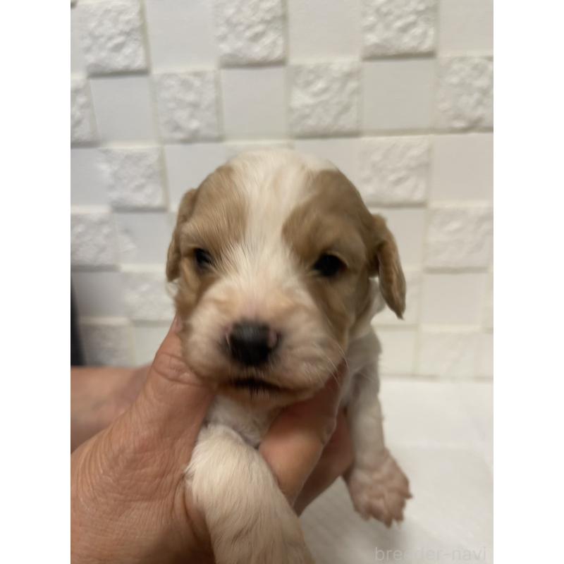 販売中の群馬県のミックス犬-449011の1枚目