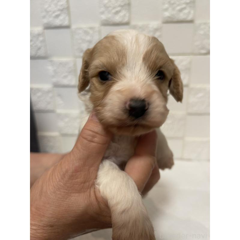 販売中の群馬県のミックス犬-449011の8枚目