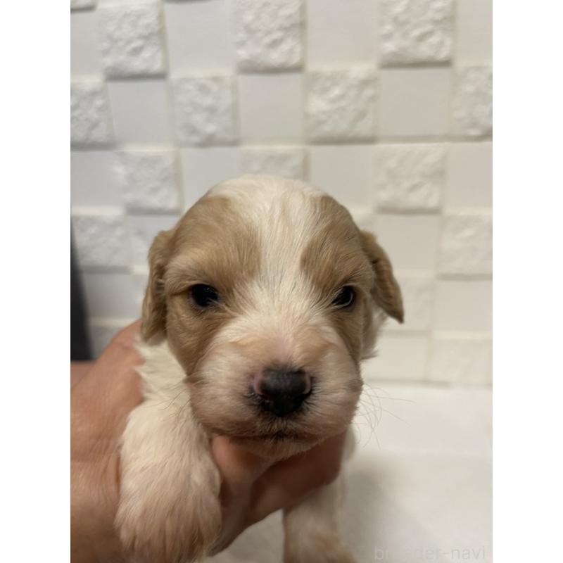 販売中の群馬県のミックス犬-449011の6枚目