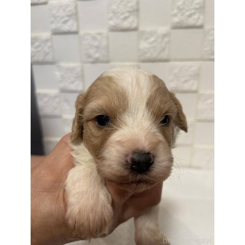 販売中の群馬県のミックス犬-449011の5枚目