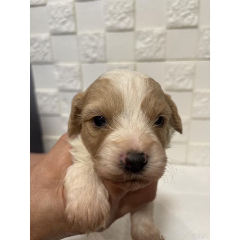 販売中の群馬県のミックス犬-449011の4枚目