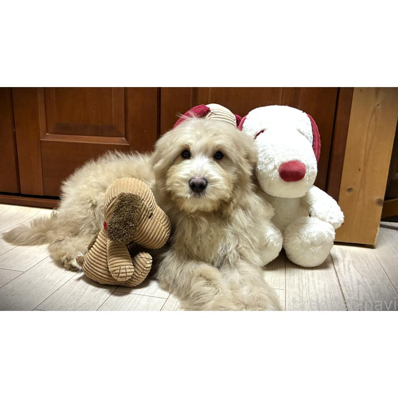 販売中の茨城県のミックス犬-449010の6枚目